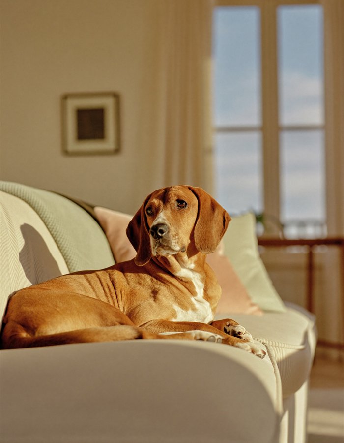 A cockapoo relaxed and settled on the sofa at home