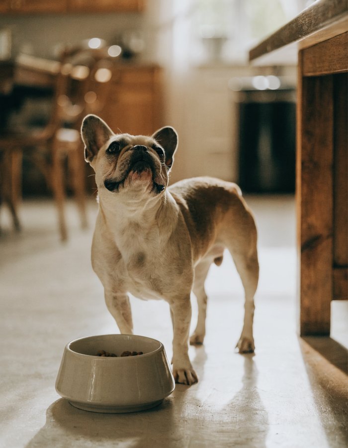 A French bulldog standing by their food bowl at dinner time