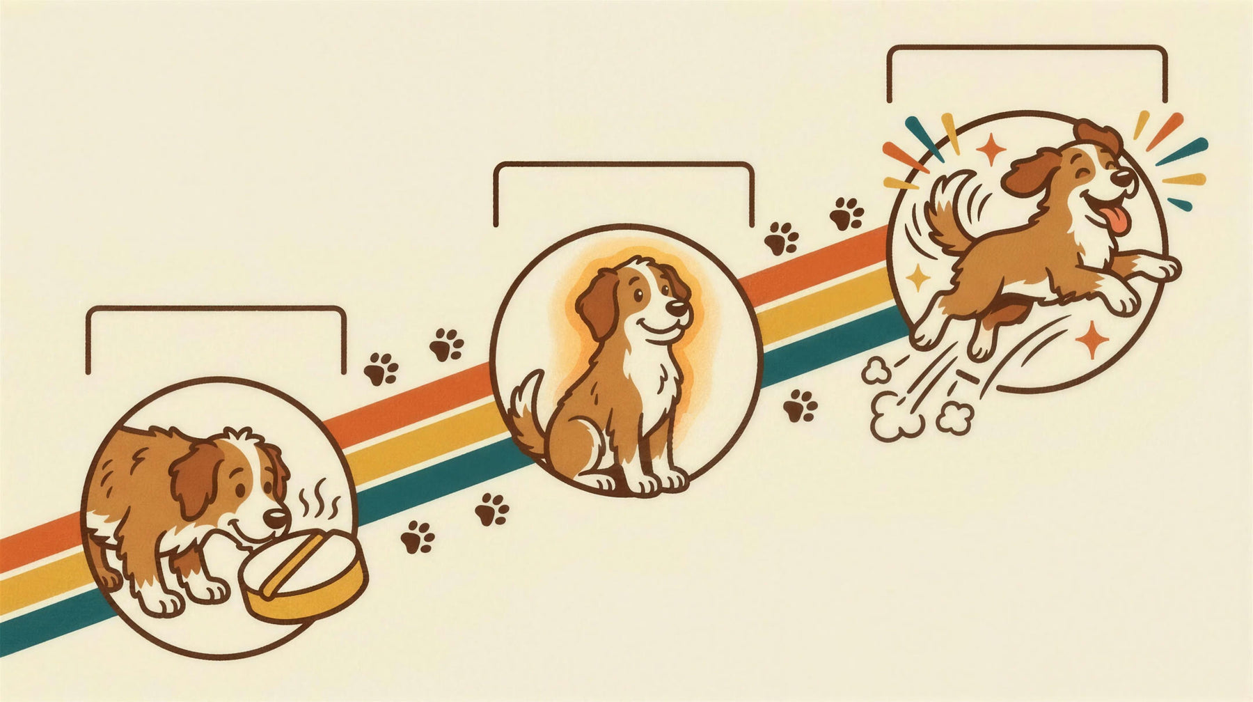 Illustrated timeline of a dog walking up the Tum & Tail arc across weeks two, four and six