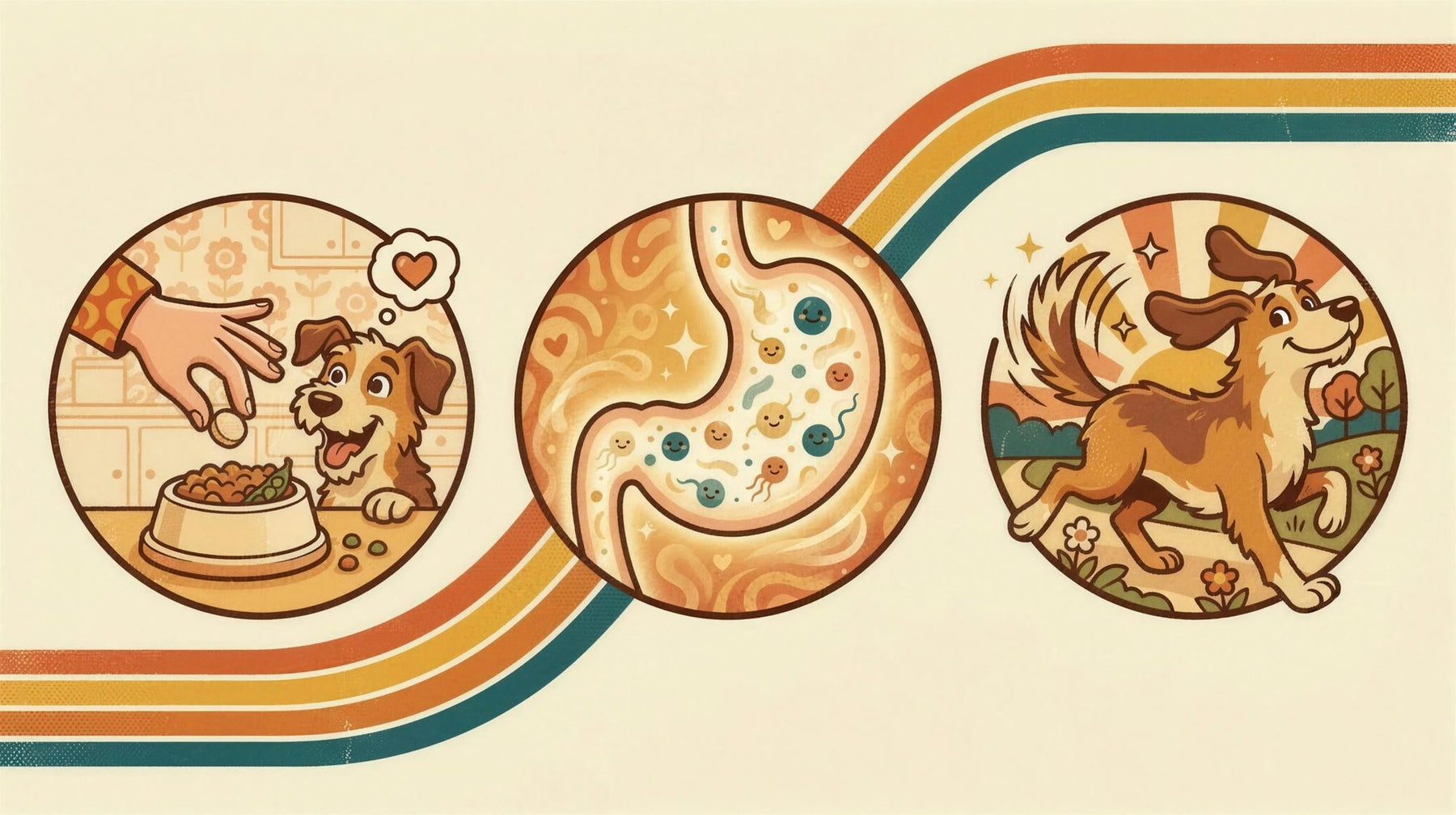 Three-step illustration along the Tum & Tail arc: a tablet fed with dinner, friendly bacteria at work in the tummy, and a happy dog running