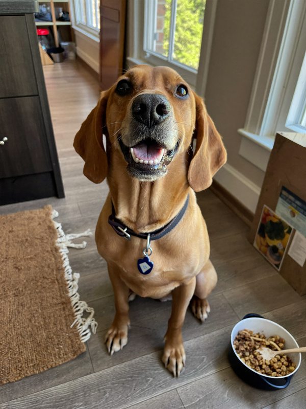 A cockapoo sitting by its food bowl in a home kitchen