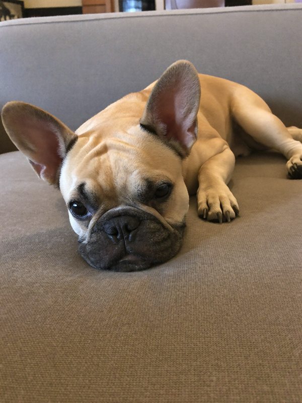 A French bulldog relaxing on a sofa at home