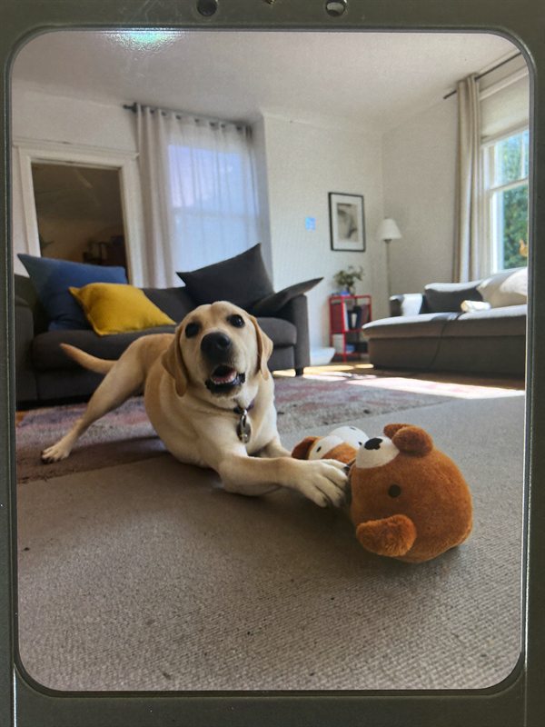 A labrador playing with a toy in a living room