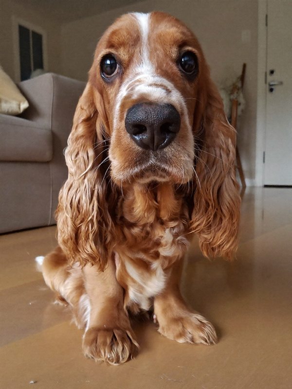 A cocker spaniel by the back door looking into the garden