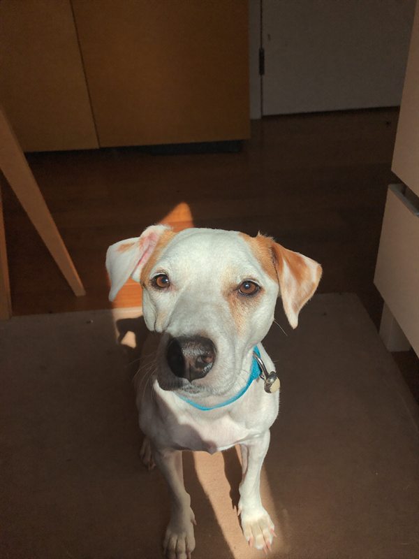A Jack Russell terrier resting in warm sunlight at home