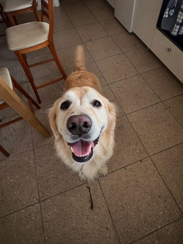 A golden retriever looking up in a home kitchen